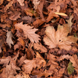 Leaf Collection Service Commencing 