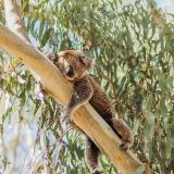 Road Closure Notice - Koala Festival Weekend