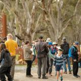 Koala Count Shows Population on the Rise