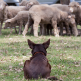Council Warning on Roaming Dogs After Livestock Attacks