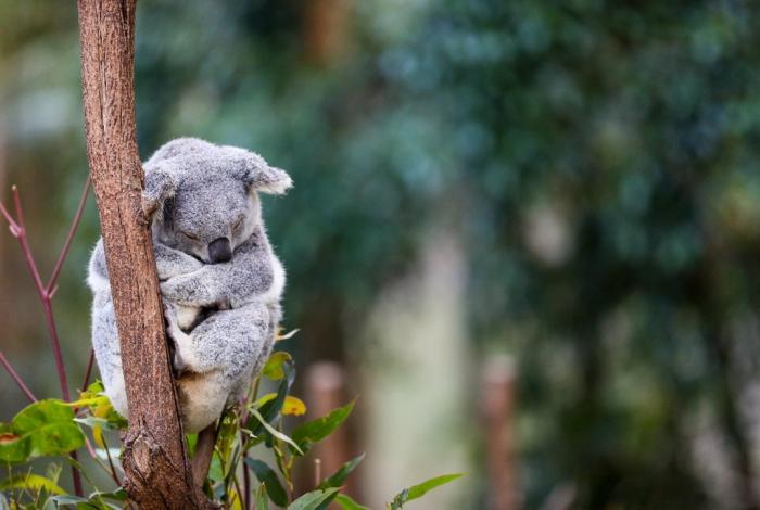 2024 Annual Koala Count