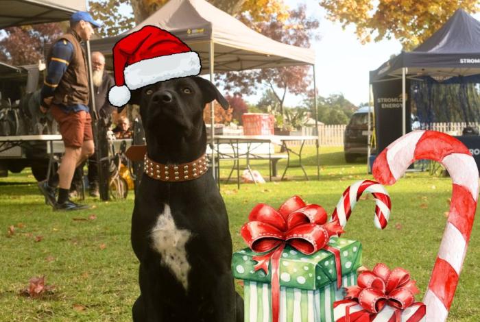 Black dog posing for a photo at the Lions Community Markets with illustrations of a santa hat and presents for their Christmas in July Markets
