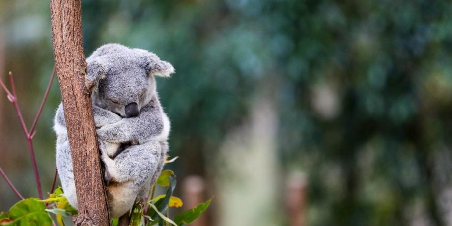 2024 Annual Koala Count