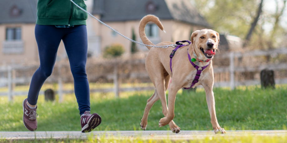 Pet Registration and Microchipping