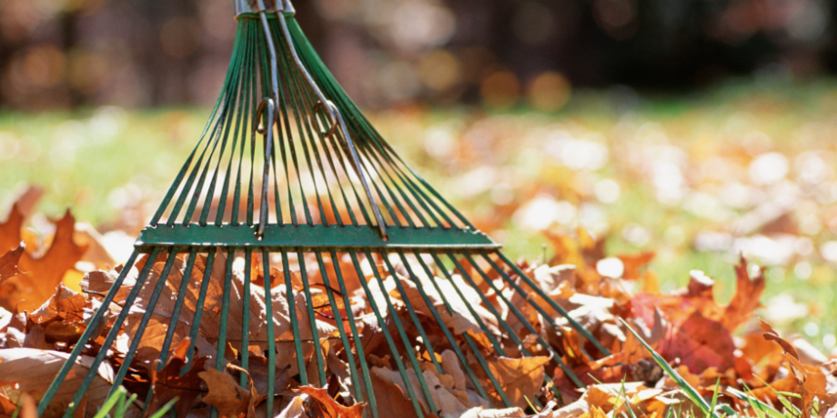 Leaf Collection Service Ending Next Week