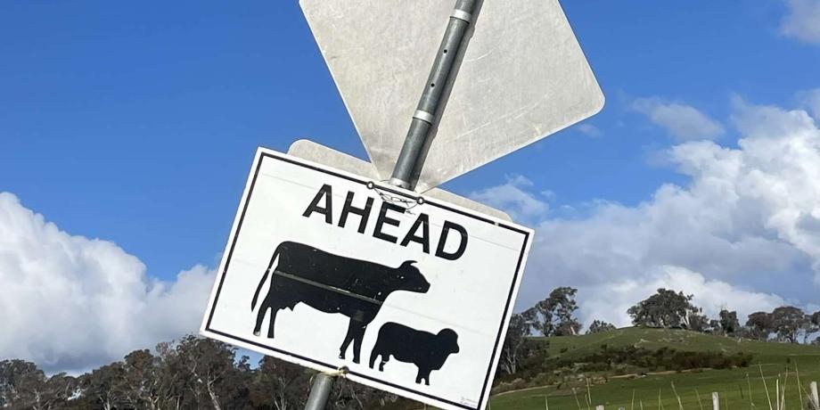 Livestock on Roads and Driving to Conditions 