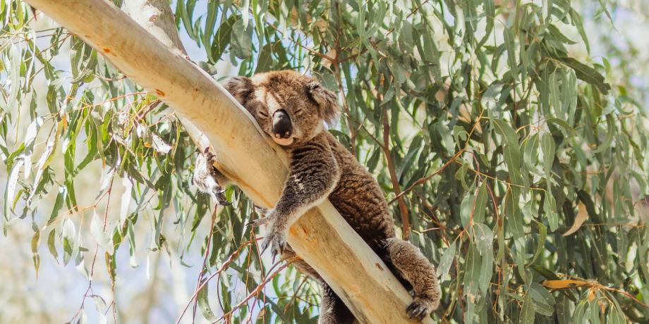 Road Closure Notice - Koala Festival Weekend