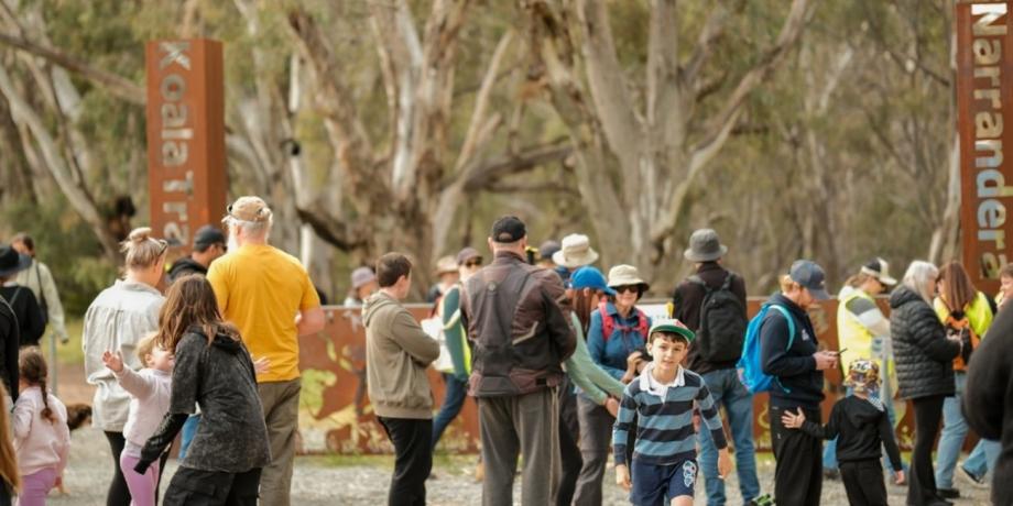 Koala Count Shows Population on the Rise