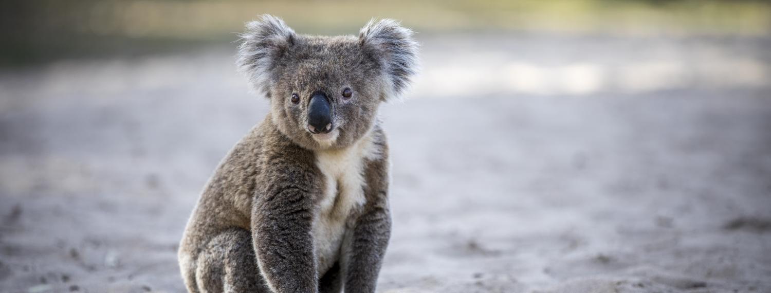 Narrandera Koala Fest